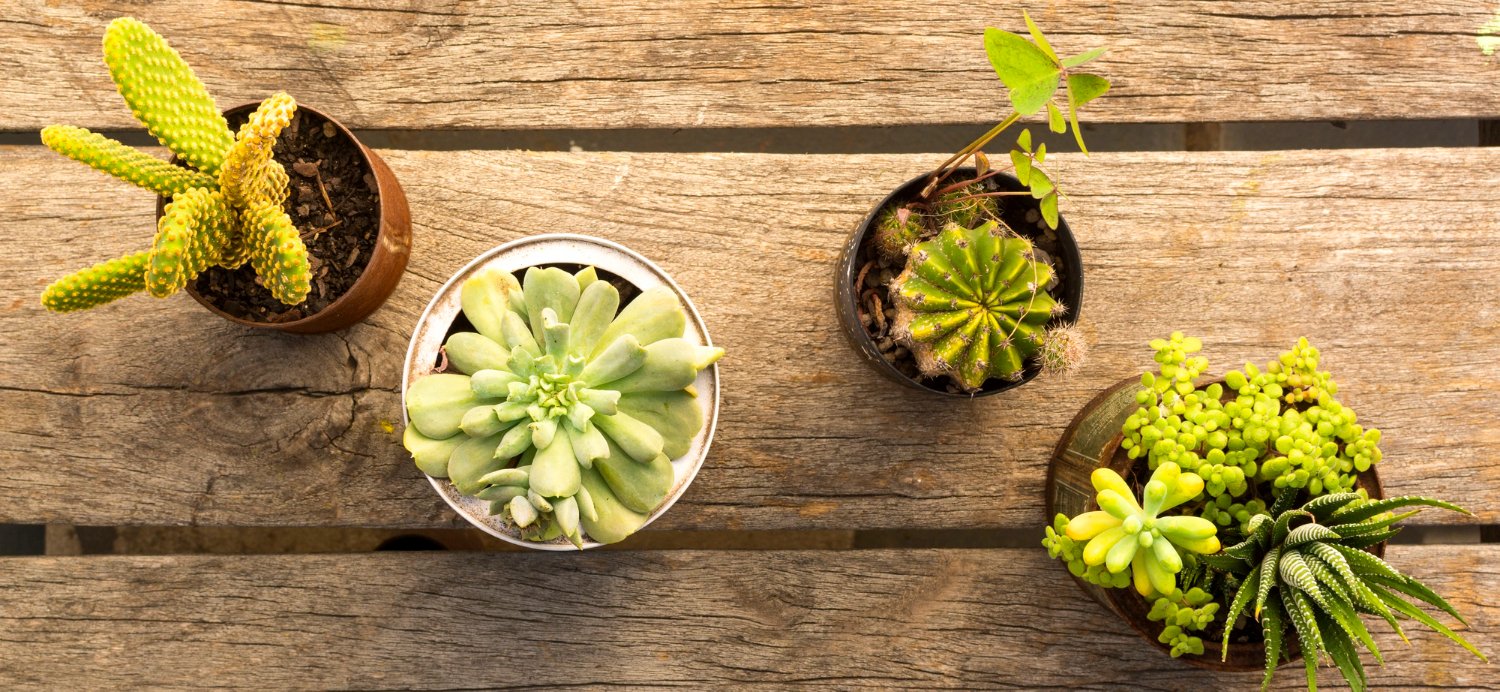 Plantas para jardim externo: 10 espécies ideais para deixar seu espaço mais bonito e funcional